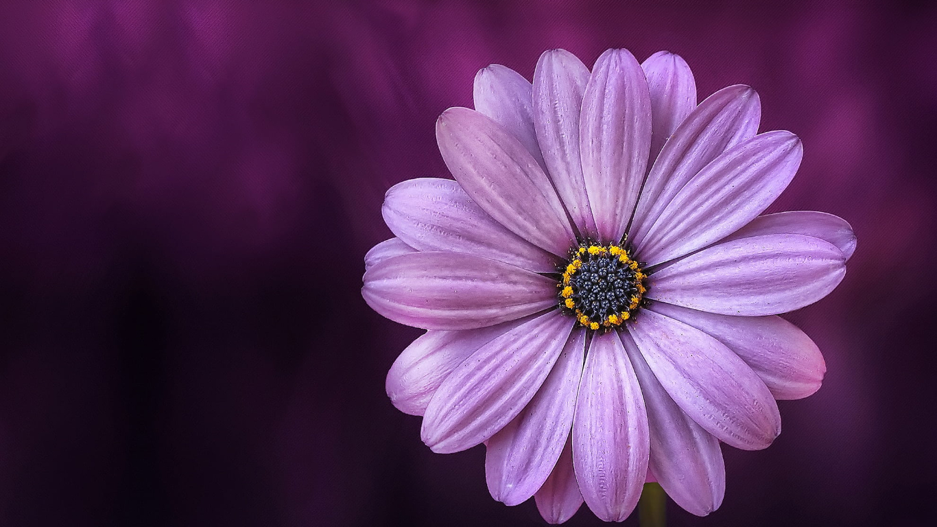 Wise Auto Shutdown 2.0.8 绿色版 - 定时关机工具-好资源