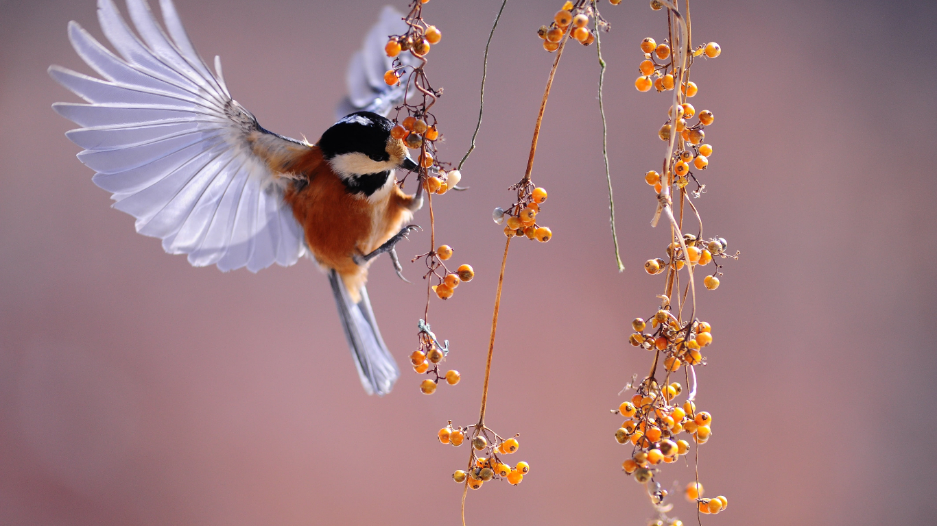 Foxit PDF Editor Pro 2024.3.26795 福昕PDF编辑器-好资源