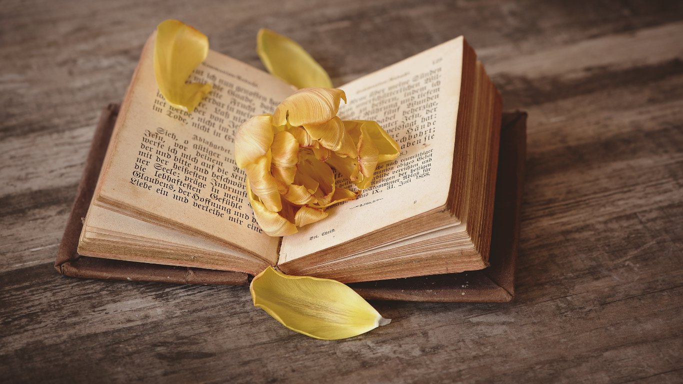 Windows 系统调校工具 2025.01.05-好资源