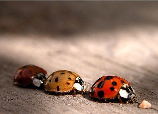 Complete Internet Repair 11.1.3.6518- 网络故障修复工具-好资源